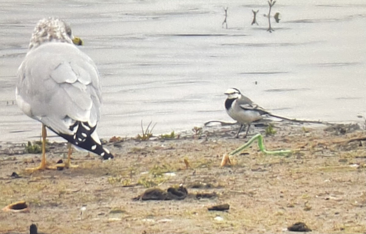 White Wagtail - Nick Accardo