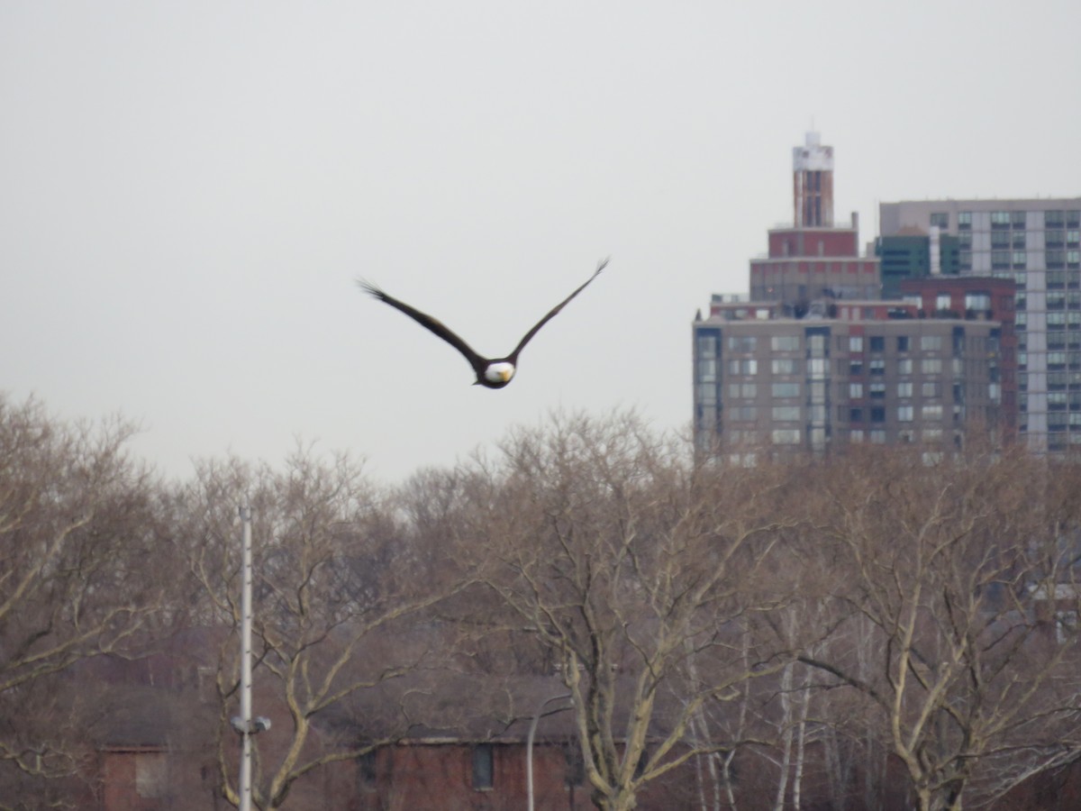 Bald Eagle - ML531795681