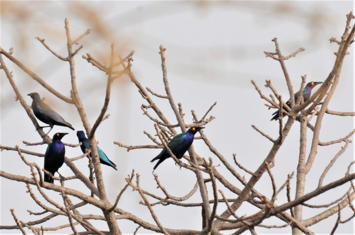 Purple Starling - ML53179981