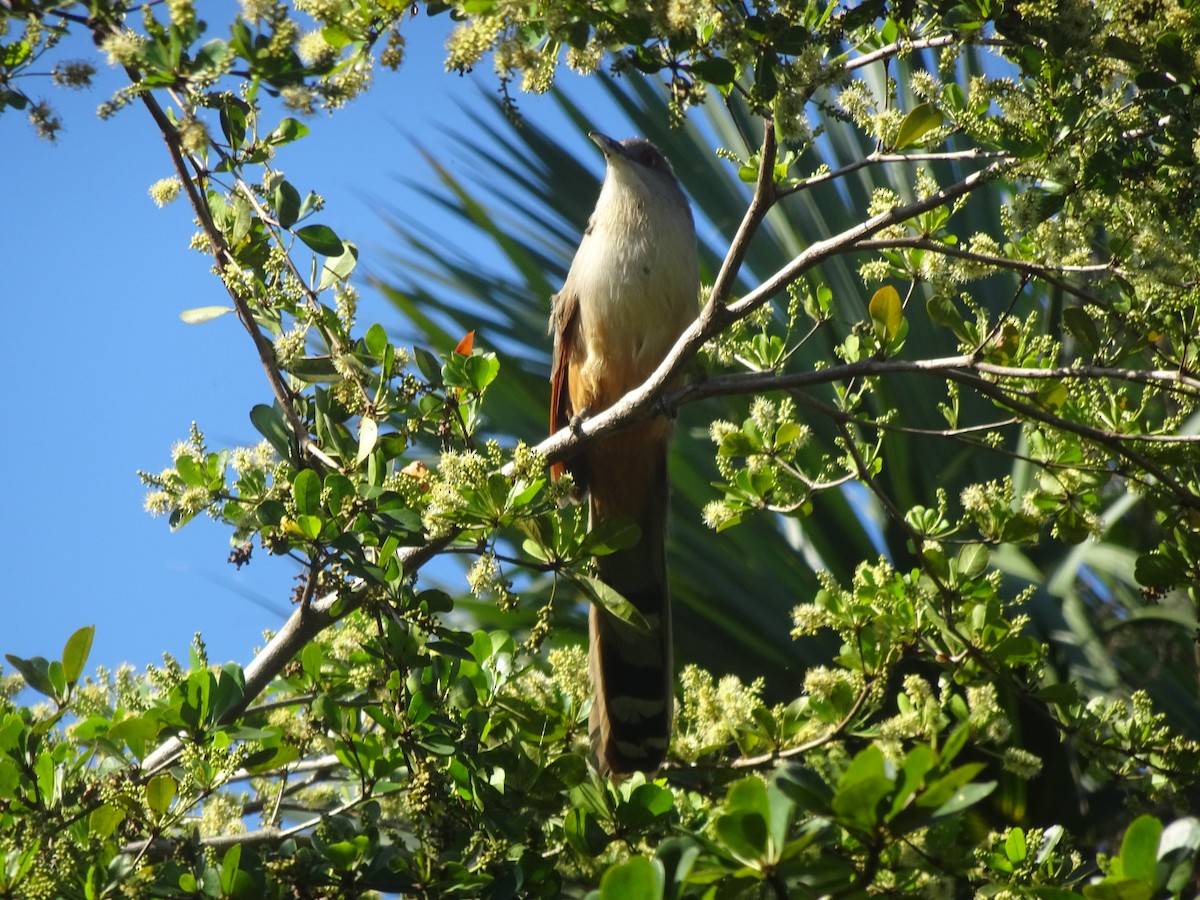 Great Lizard-Cuckoo - Abby Lawson