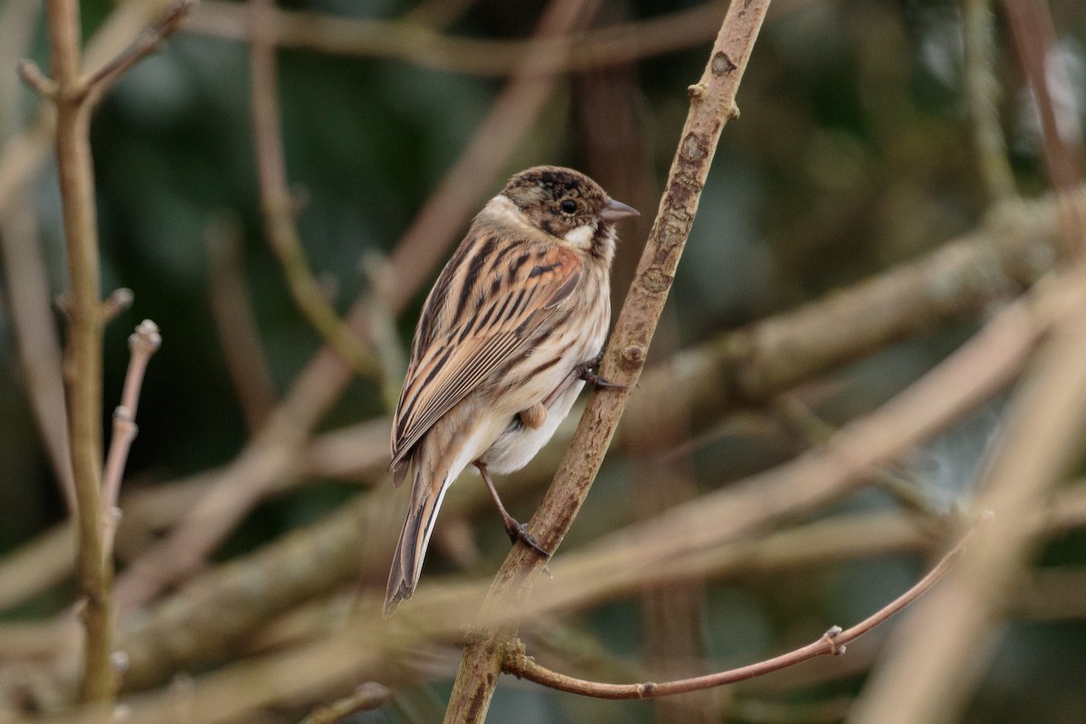 Reed Bunting - ML531802271