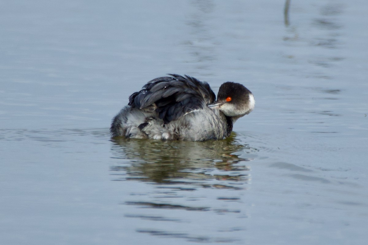 Eared Grebe - ML531803441