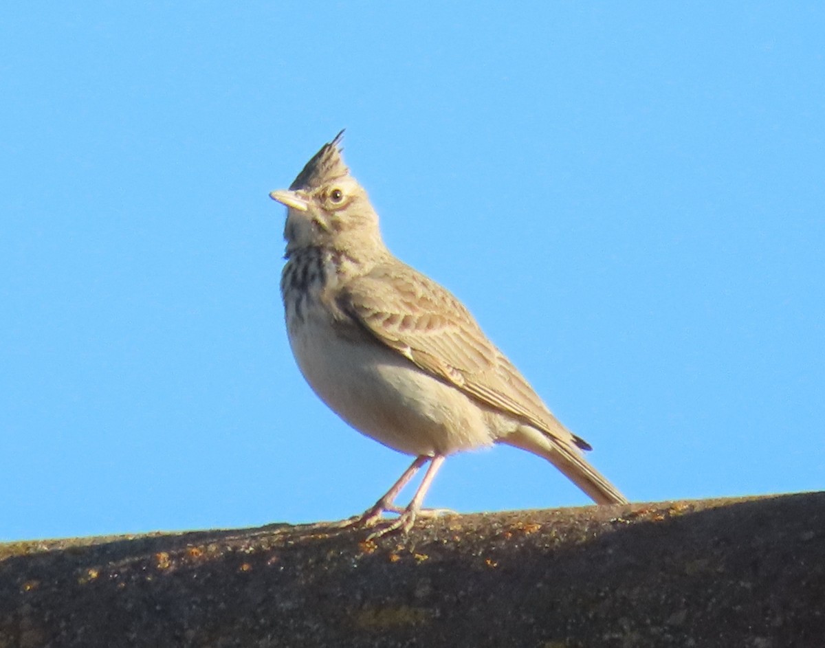 Crested Lark - ML531804041