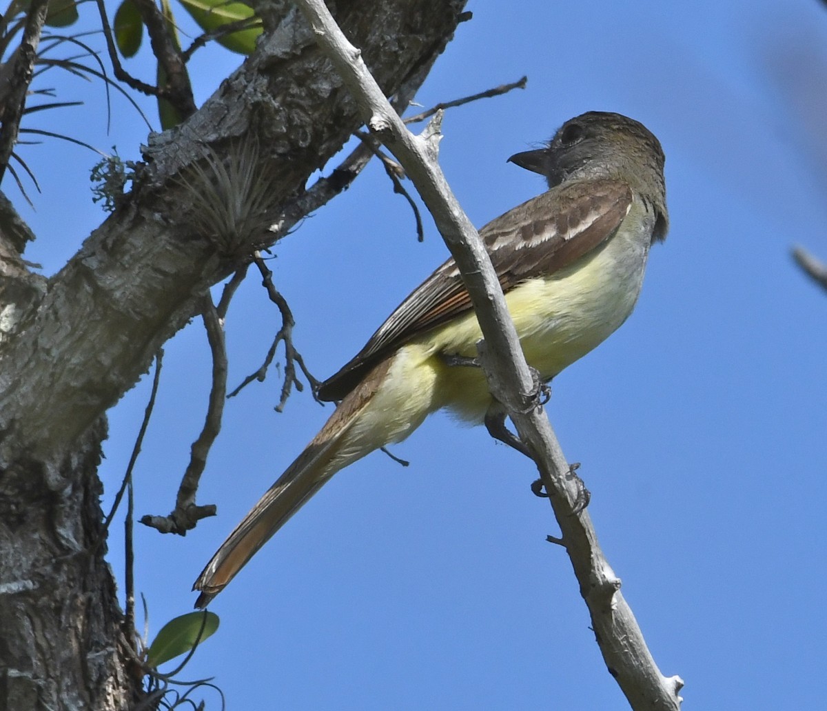 Great Crested Flycatcher - ML53180541