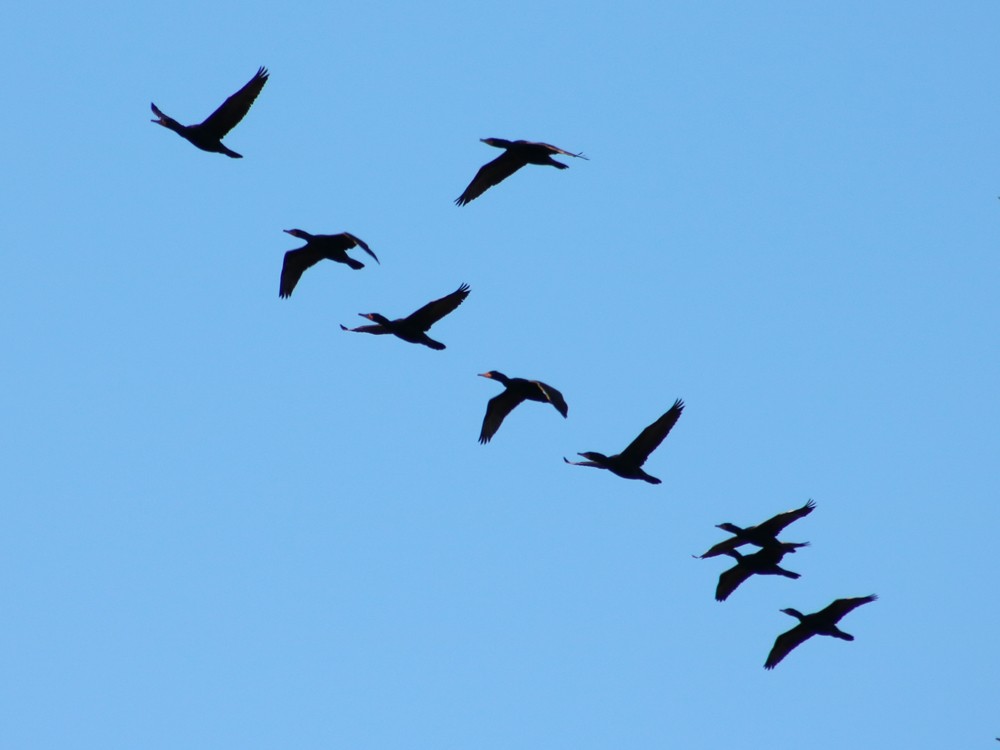 Double-crested Cormorant - Colin Sumrall