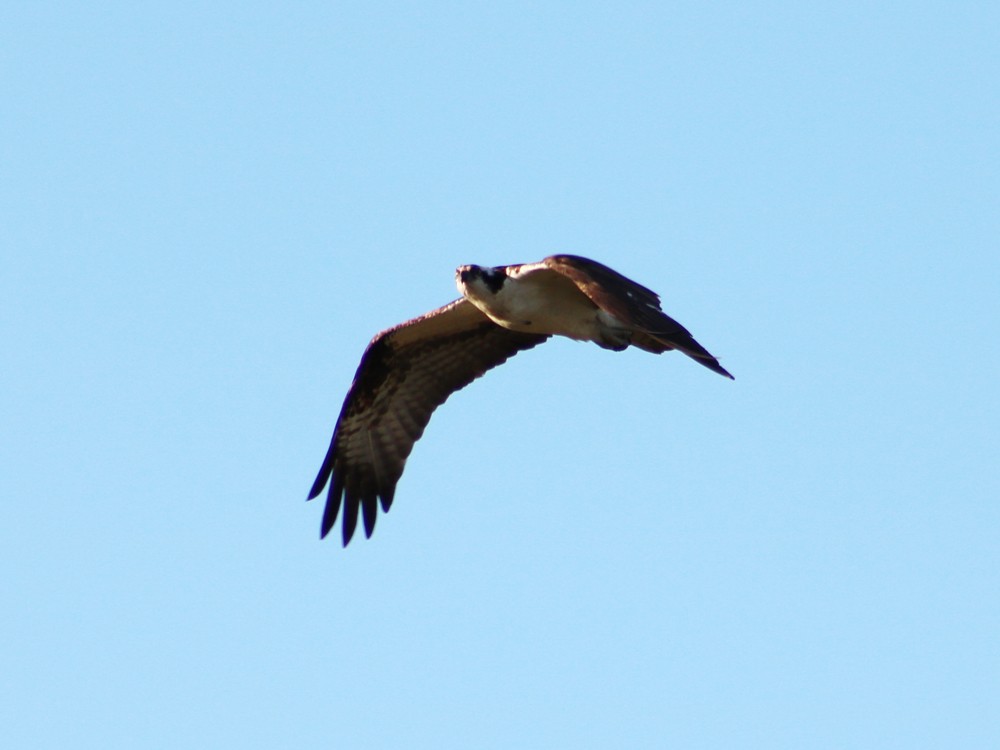 Balbuzard pêcheur - ML53180701