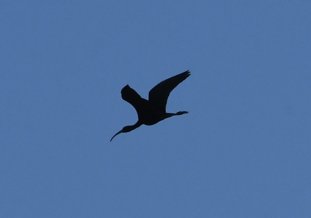 ibis hnědý - ML53180741