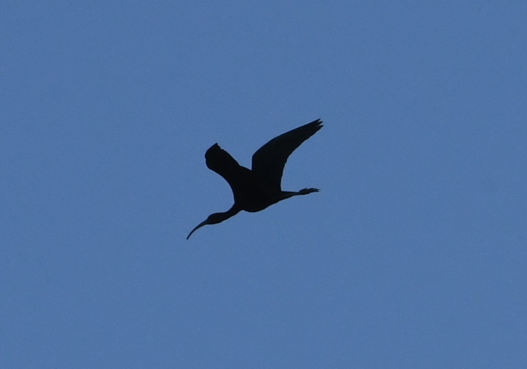 Glossy Ibis - ML53180741