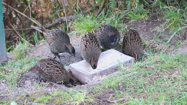 Black-fronted Wood-Quail - ML531807541