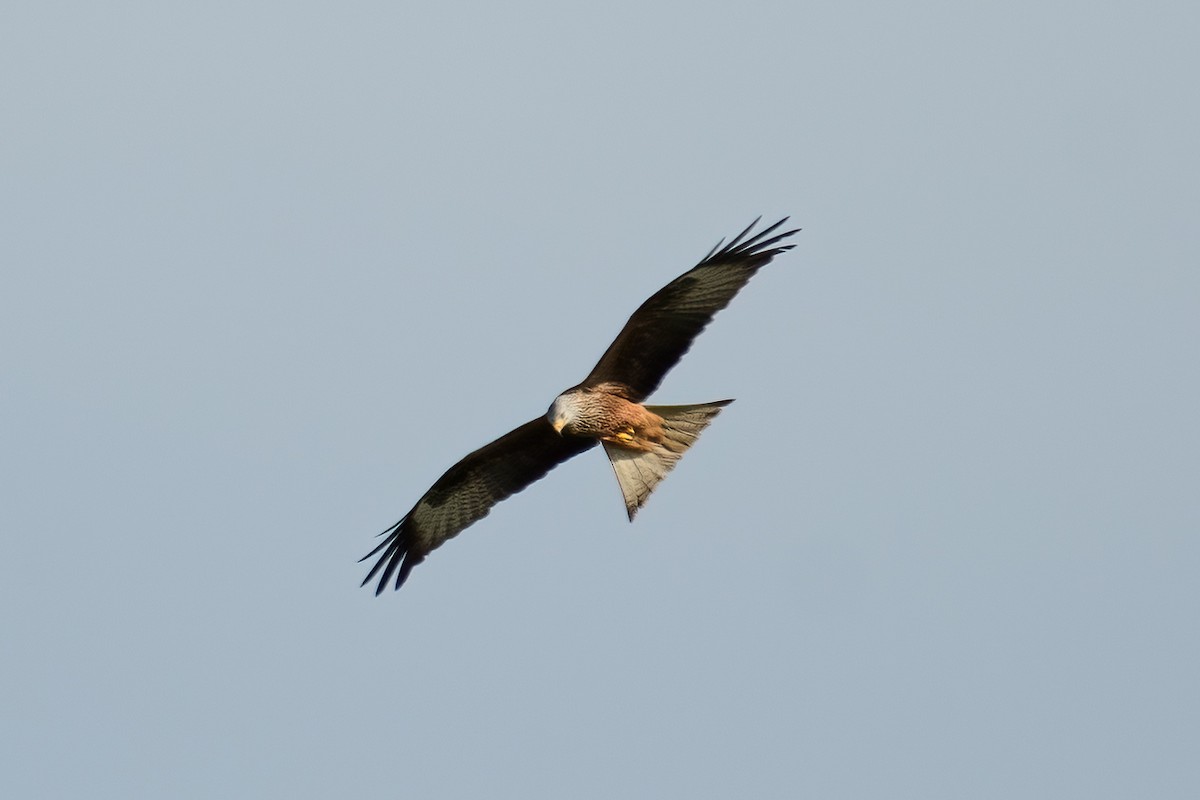 Red Kite - Stratis Vavoudis