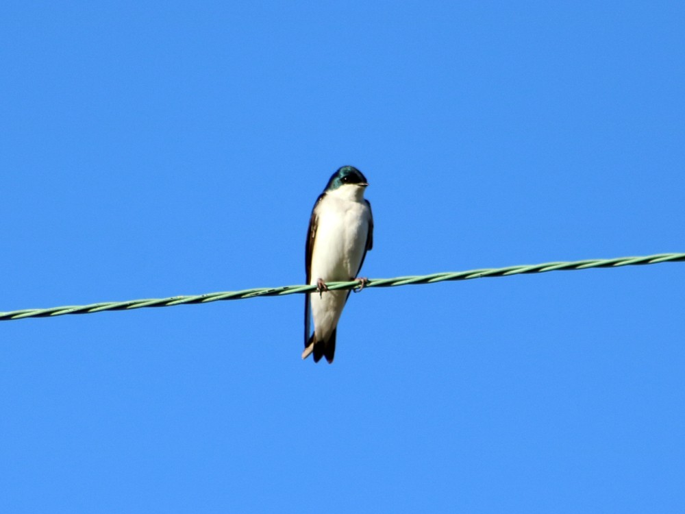 Tree Swallow - Colin Sumrall