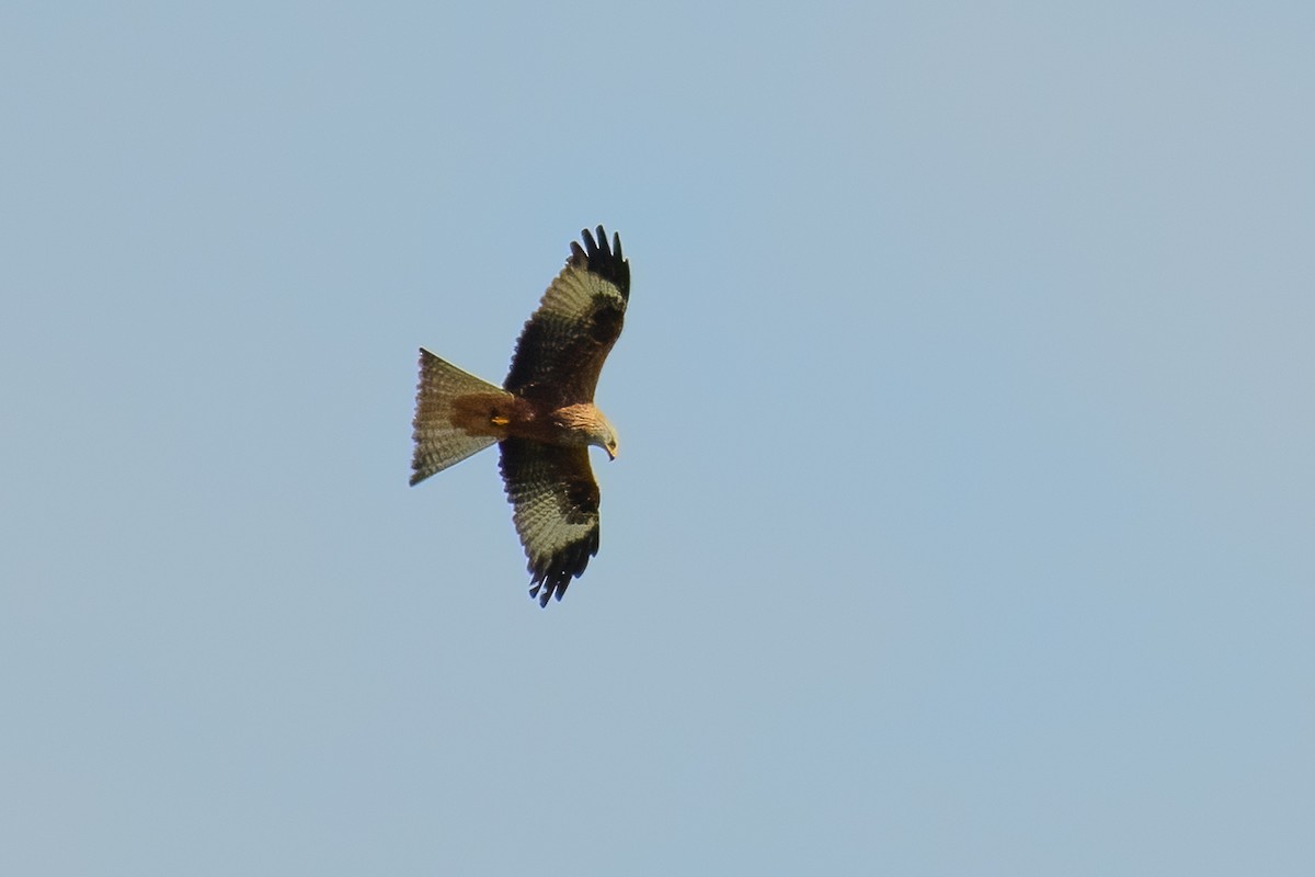 Red Kite - Stratis Vavoudis