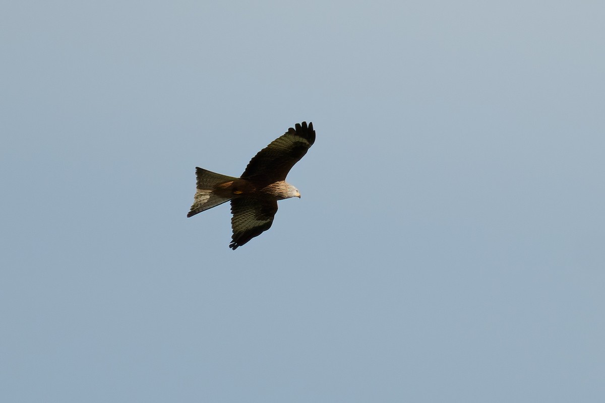 Red Kite - Stratis Vavoudis