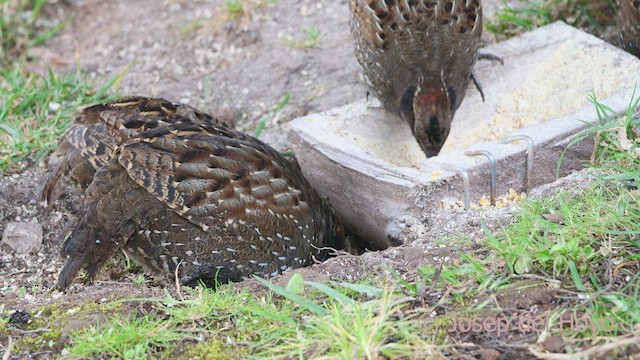 Black-fronted Wood-Quail - ML531809241