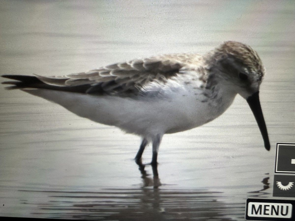 Western Sandpiper - ML531809391