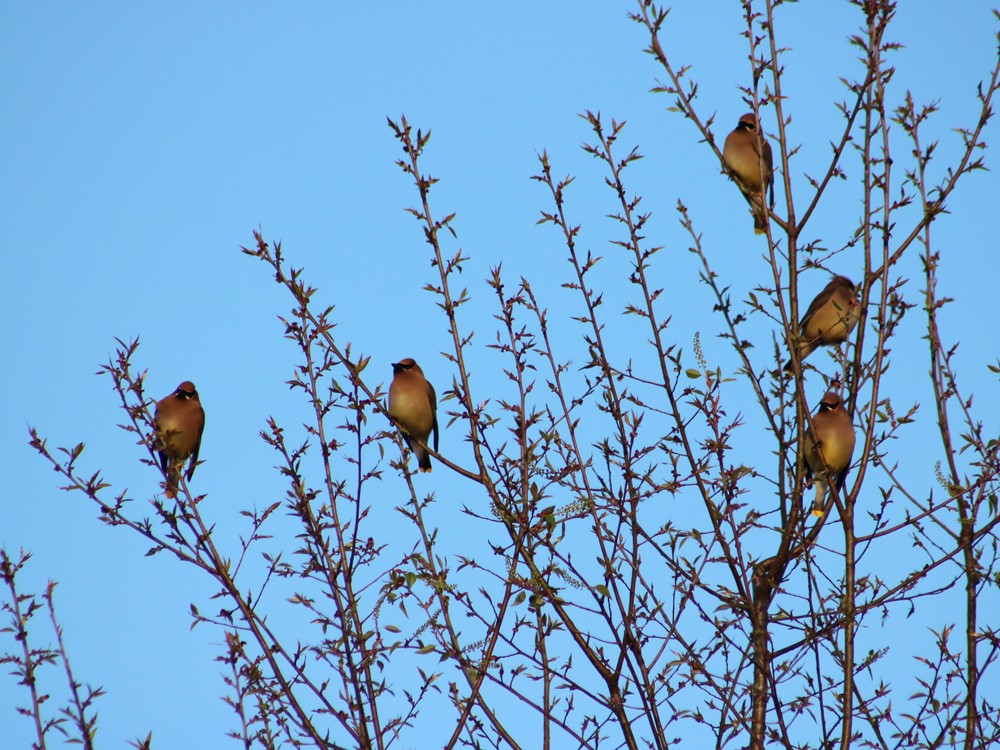 Cedar Waxwing - ML53180951