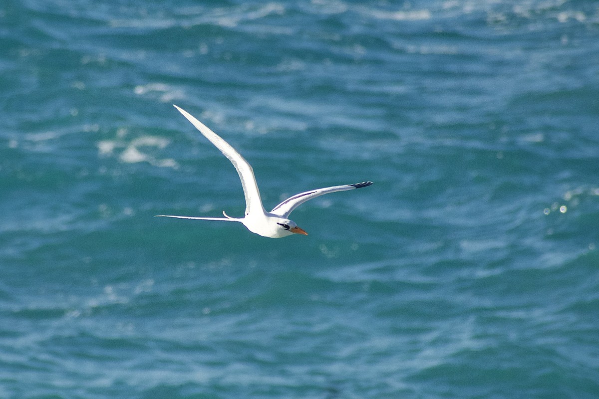 White-tailed Tropicbird - ML531809641