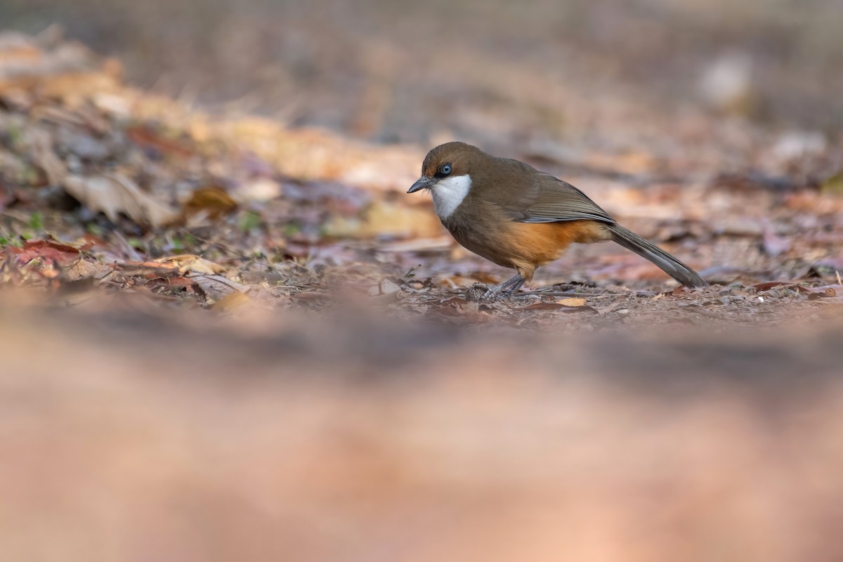 White-throated Laughingthrush - ML531809751