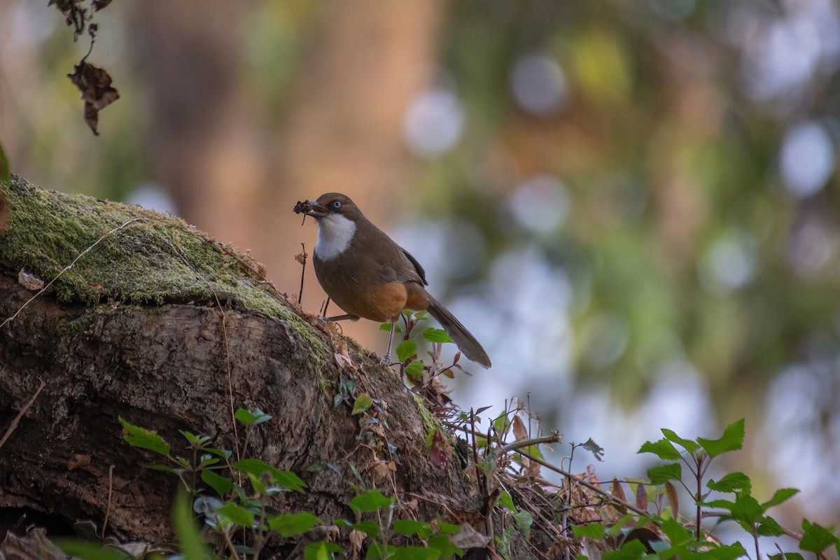 White-throated Laughingthrush - ML531810051