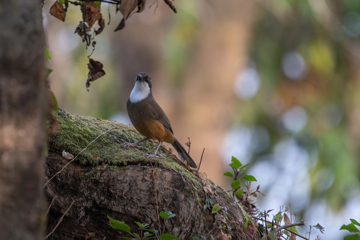 White-throated Laughingthrush - ML531810081