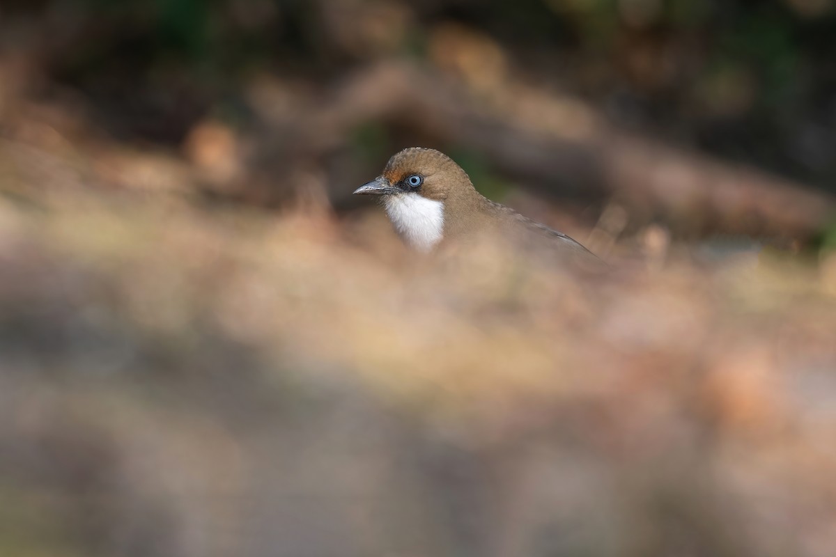 White-throated Laughingthrush - ML531810121