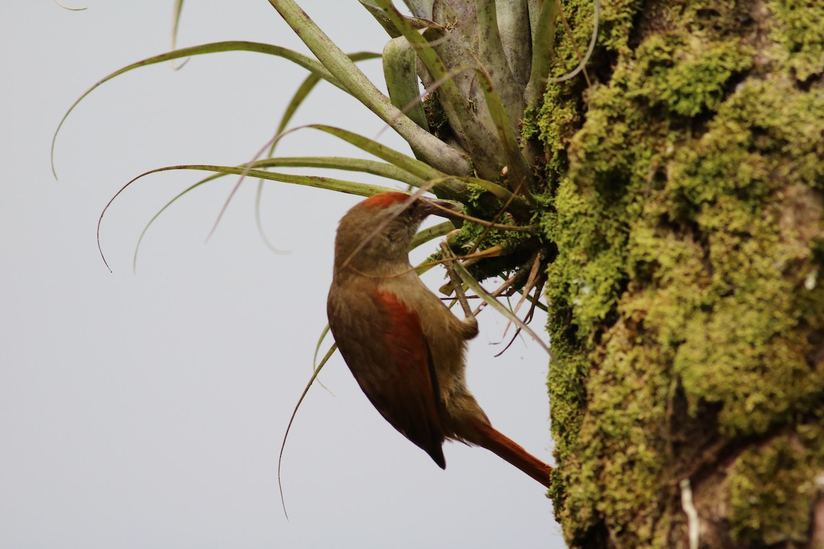 Ash-browed Spinetail - Michael Ward