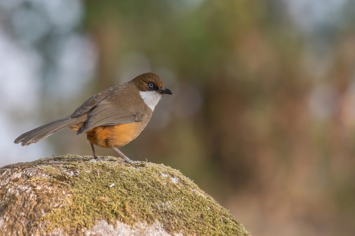 White-throated Laughingthrush - ML531810171