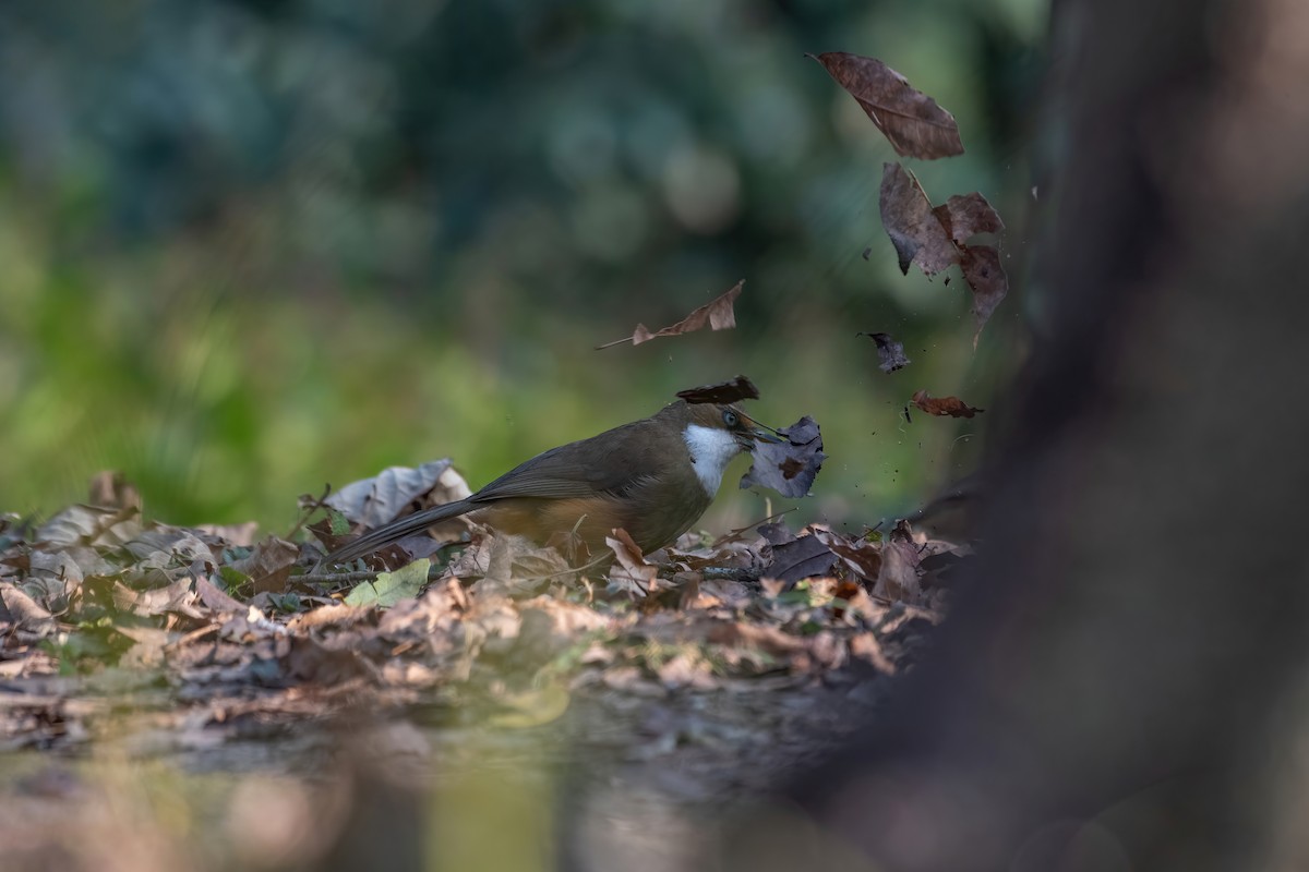 White-throated Laughingthrush - ML531810221