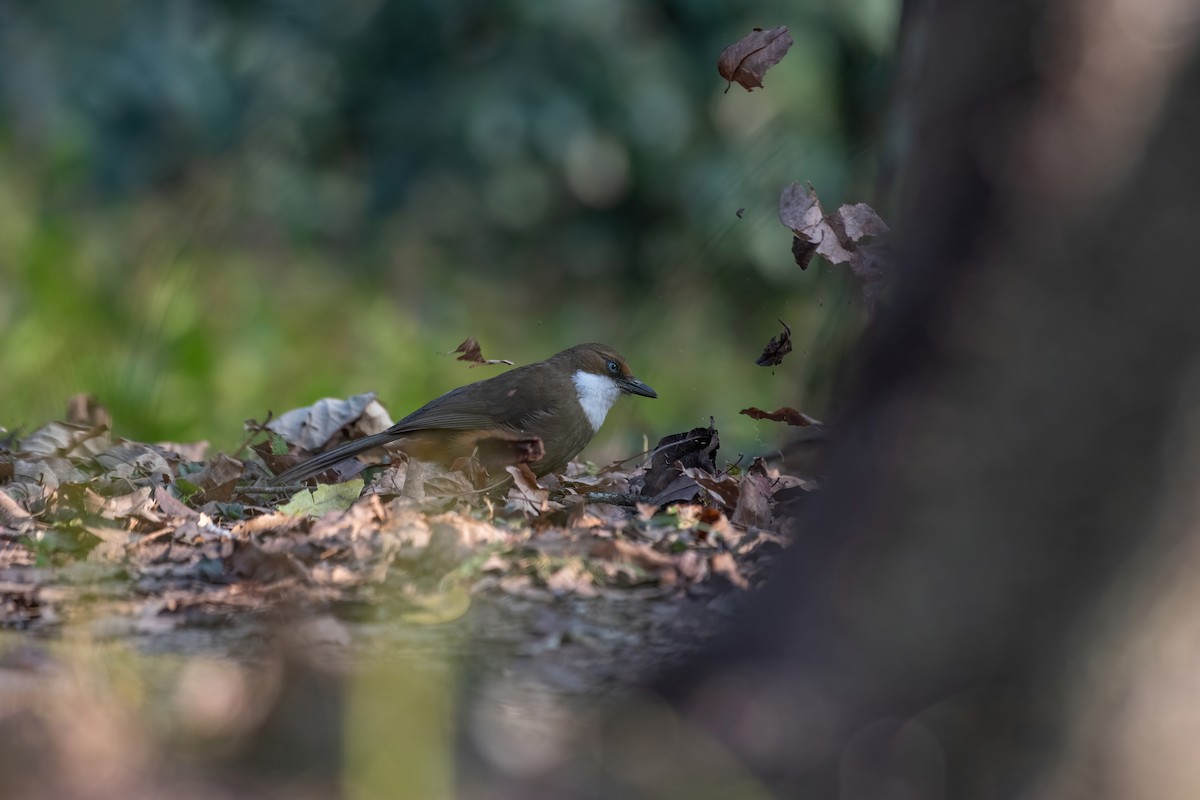 White-throated Laughingthrush - ML531810261