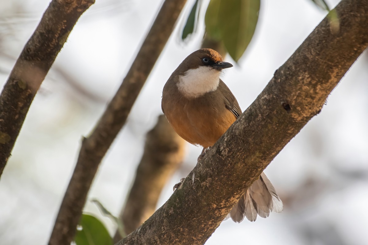 White-throated Laughingthrush - ML531810281