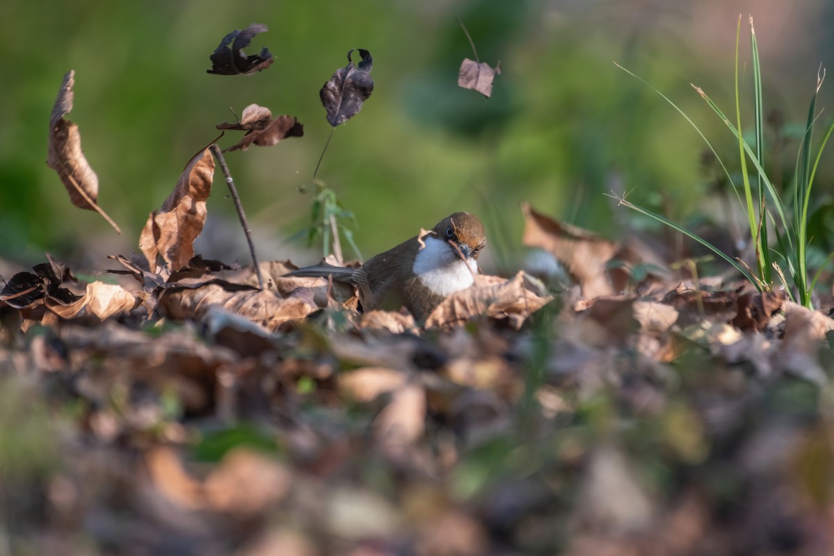 White-throated Laughingthrush - ML531810331