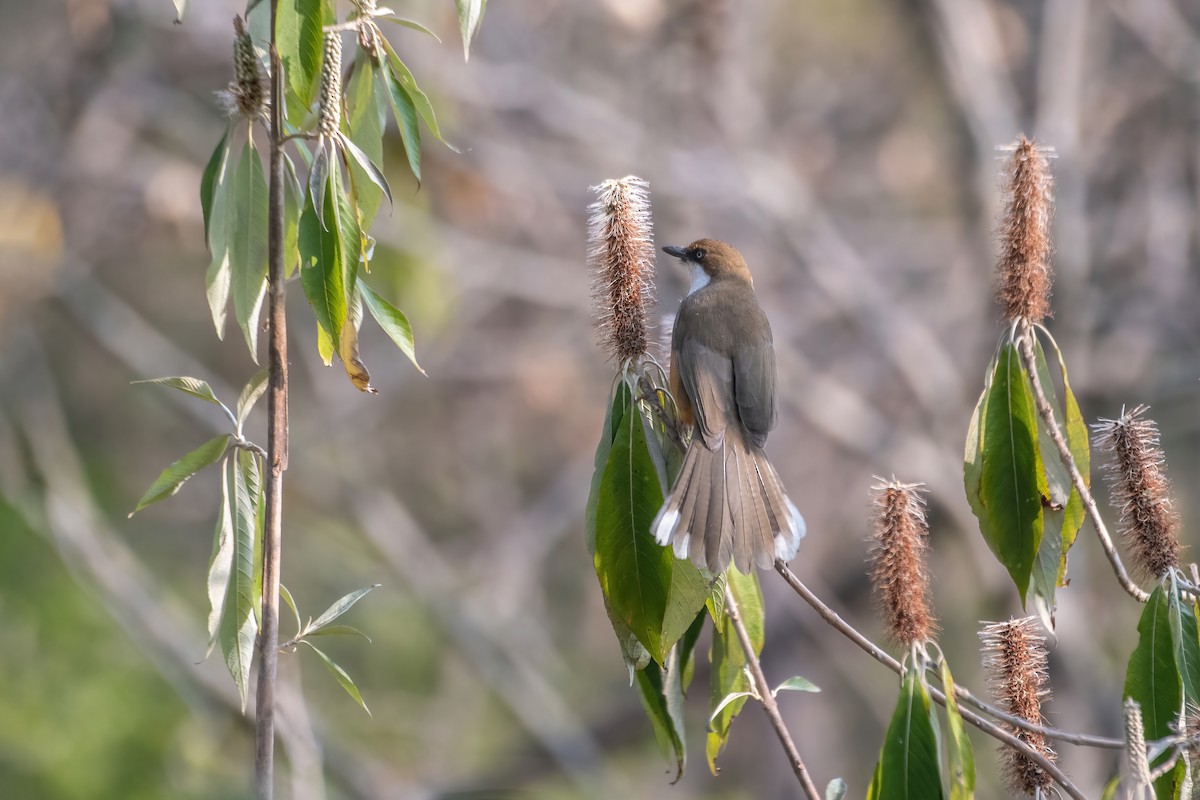 White-throated Laughingthrush - ML531810351