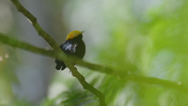 Manakin à tête d'or - ML531810391