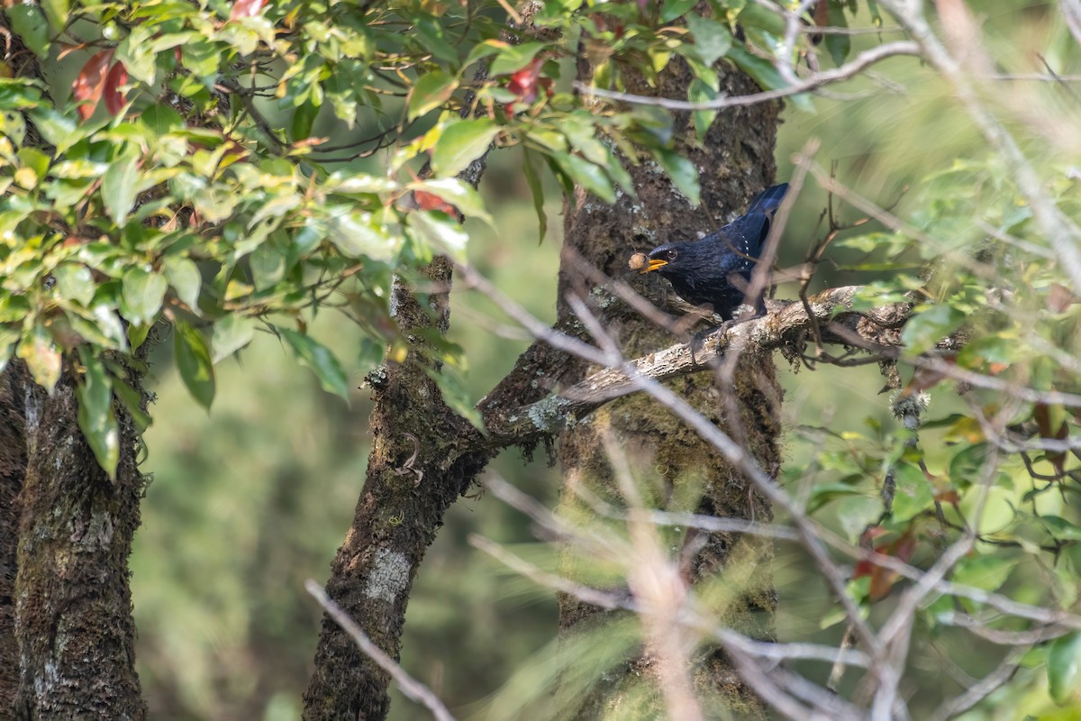 Blue Whistling-Thrush - ML531810431