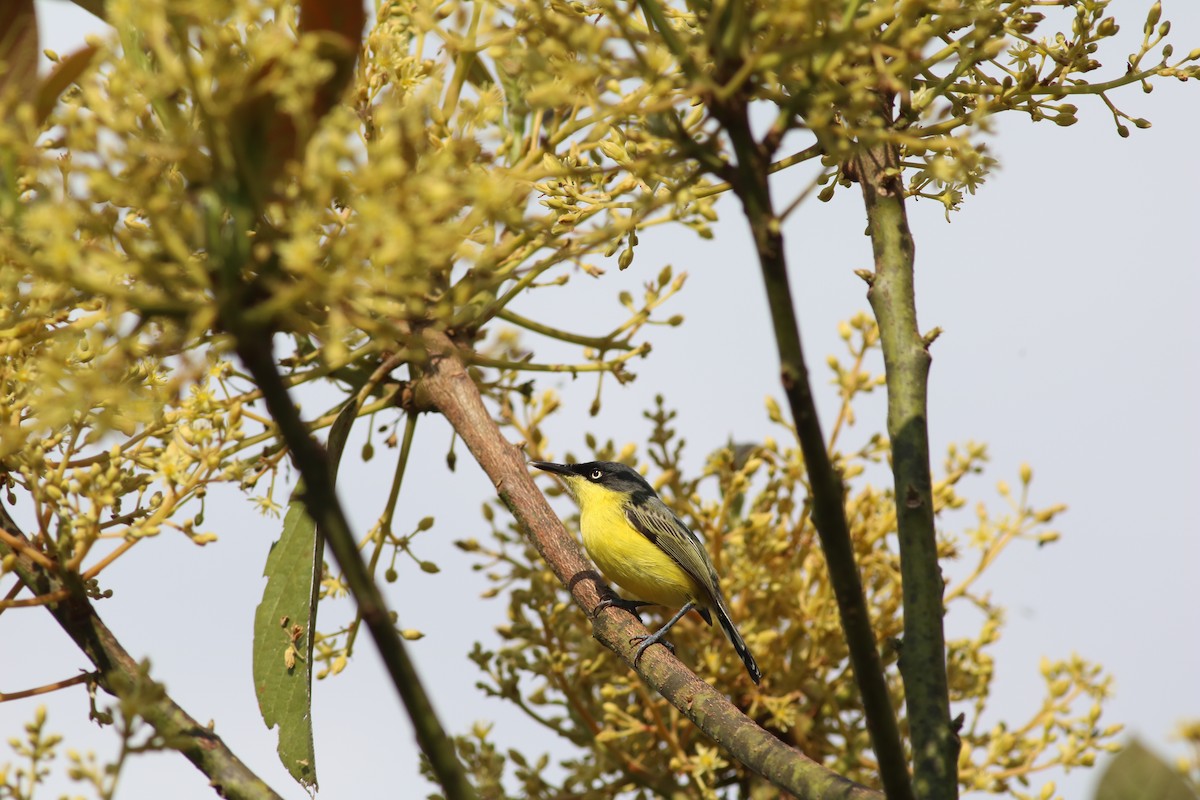 Common Tody-Flycatcher - ML531810741