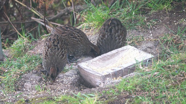 Black-fronted Wood-Quail - ML531811241