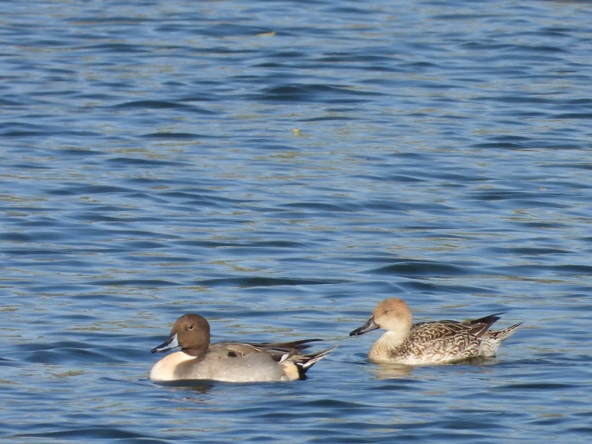 Northern Pintail - Daria Vashunina