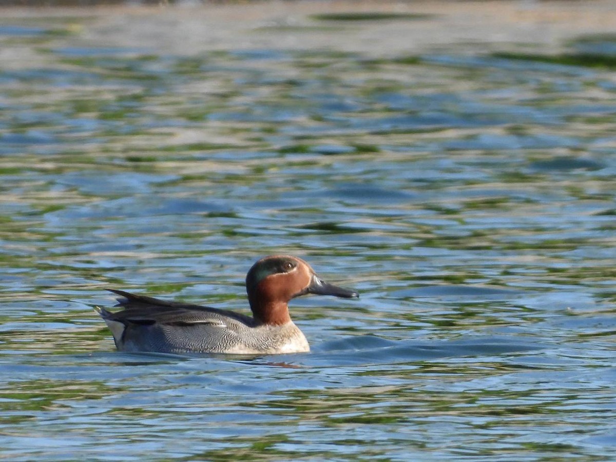 Green-winged Teal (Eurasian) - ML531811881