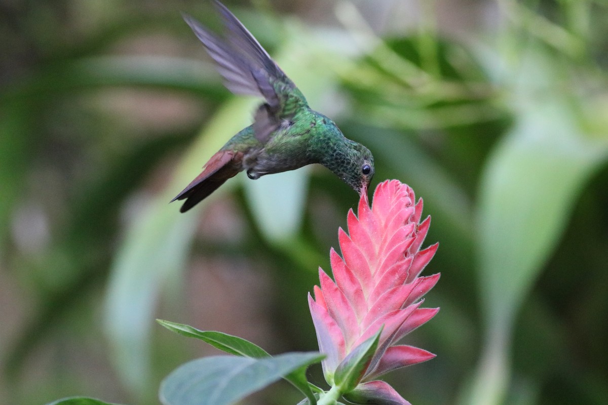 rusthalekolibri - ML531812011