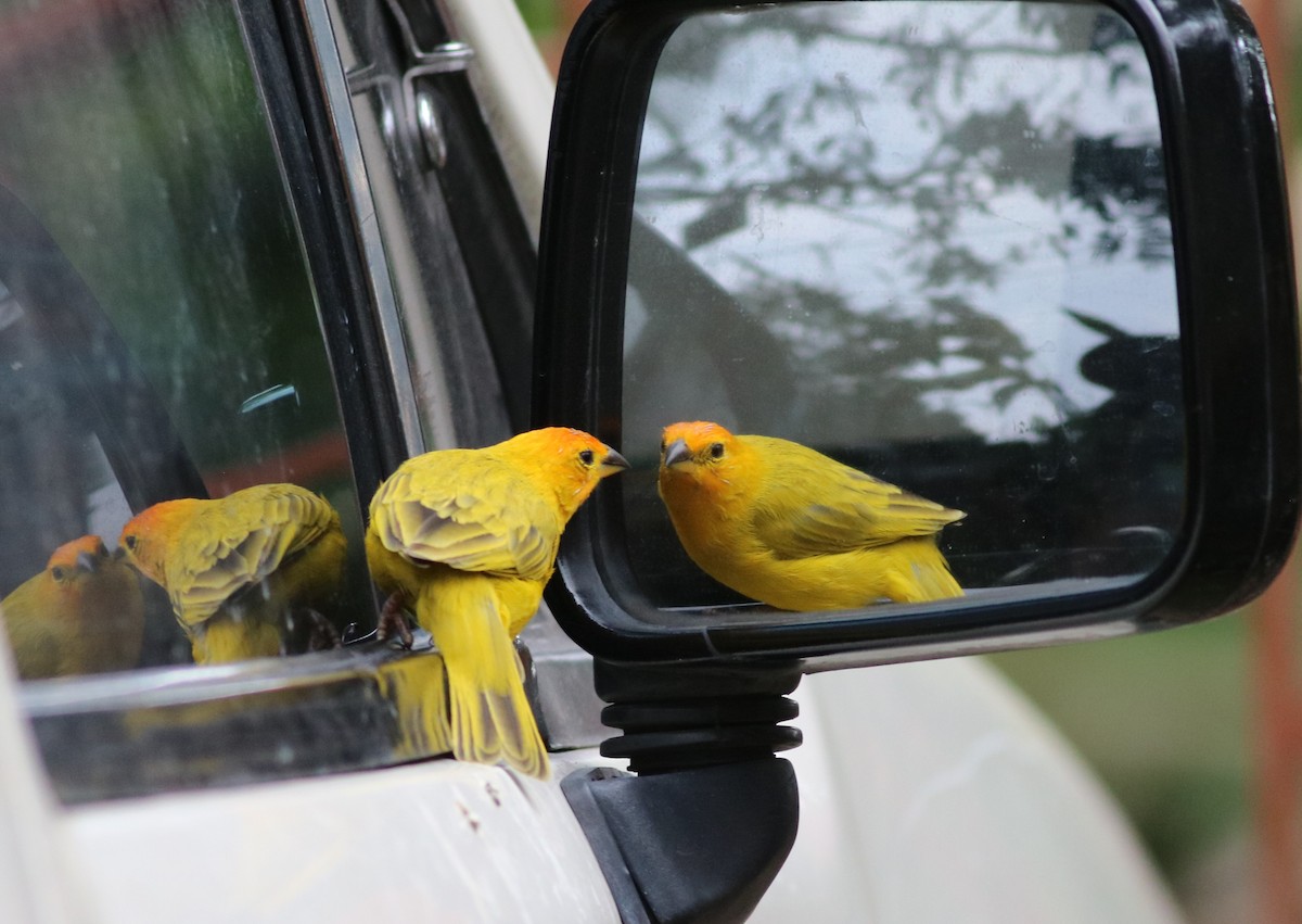 Saffron Finch - ML531812561