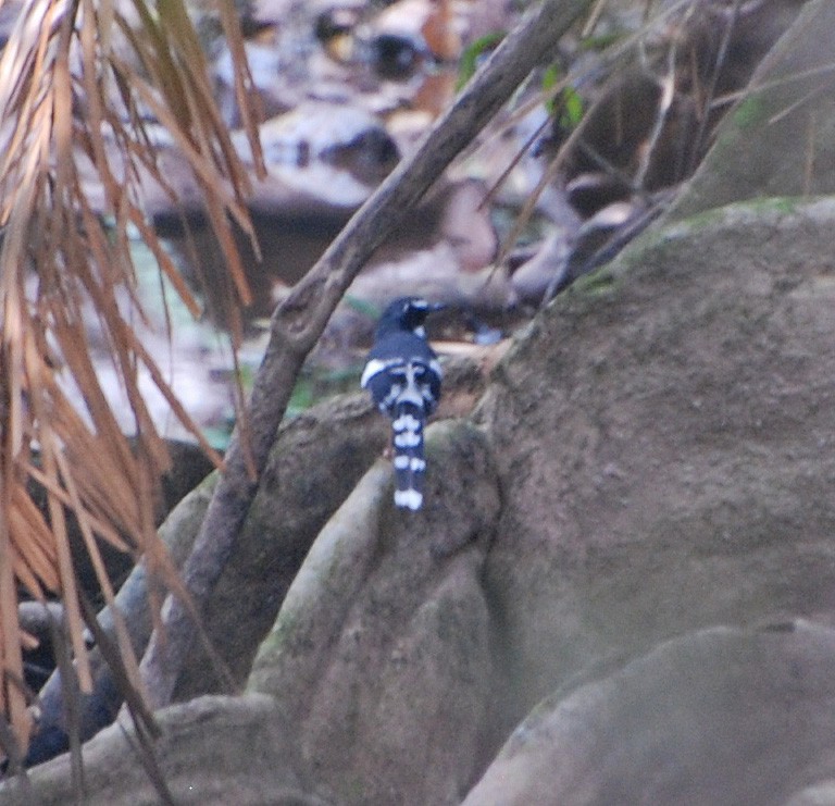 Slaty-backed Forktail - ML53181391