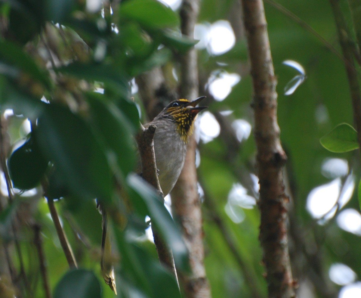 Stripe-throated Bulbul - Neil Wingert