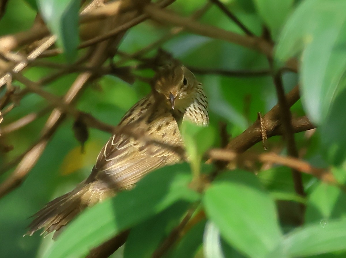 マキノセンニュウ - ML531817901