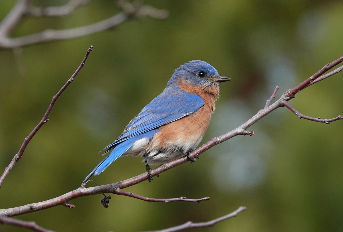 Eastern Bluebird - ML531818491