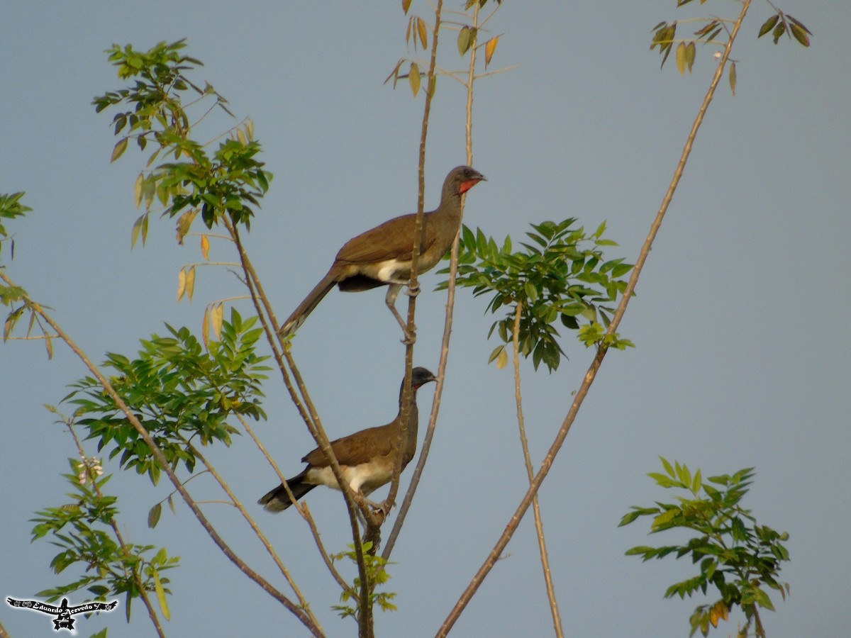 White-bellied Chachalaca - ML53181861