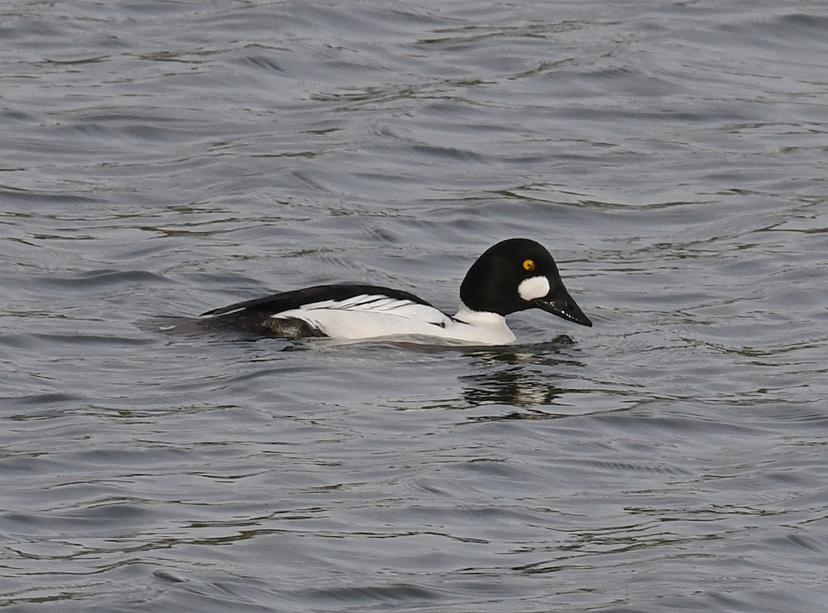 Common Goldeneye - ML531818861