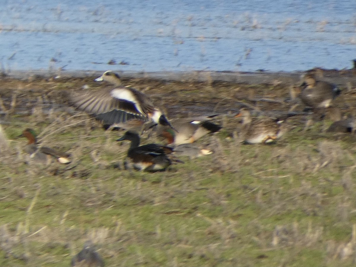 American Wigeon - ML531819131