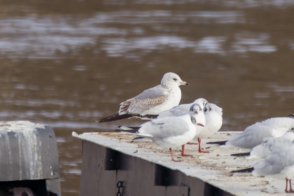 Common Gull - ML531819241