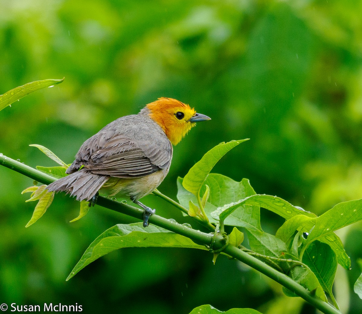 Orange-headed Tanager - ML531819981