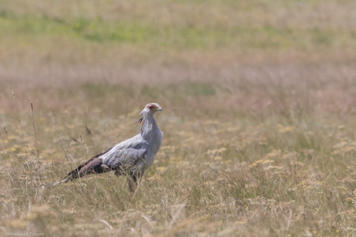 Secretarybird - ML531822751